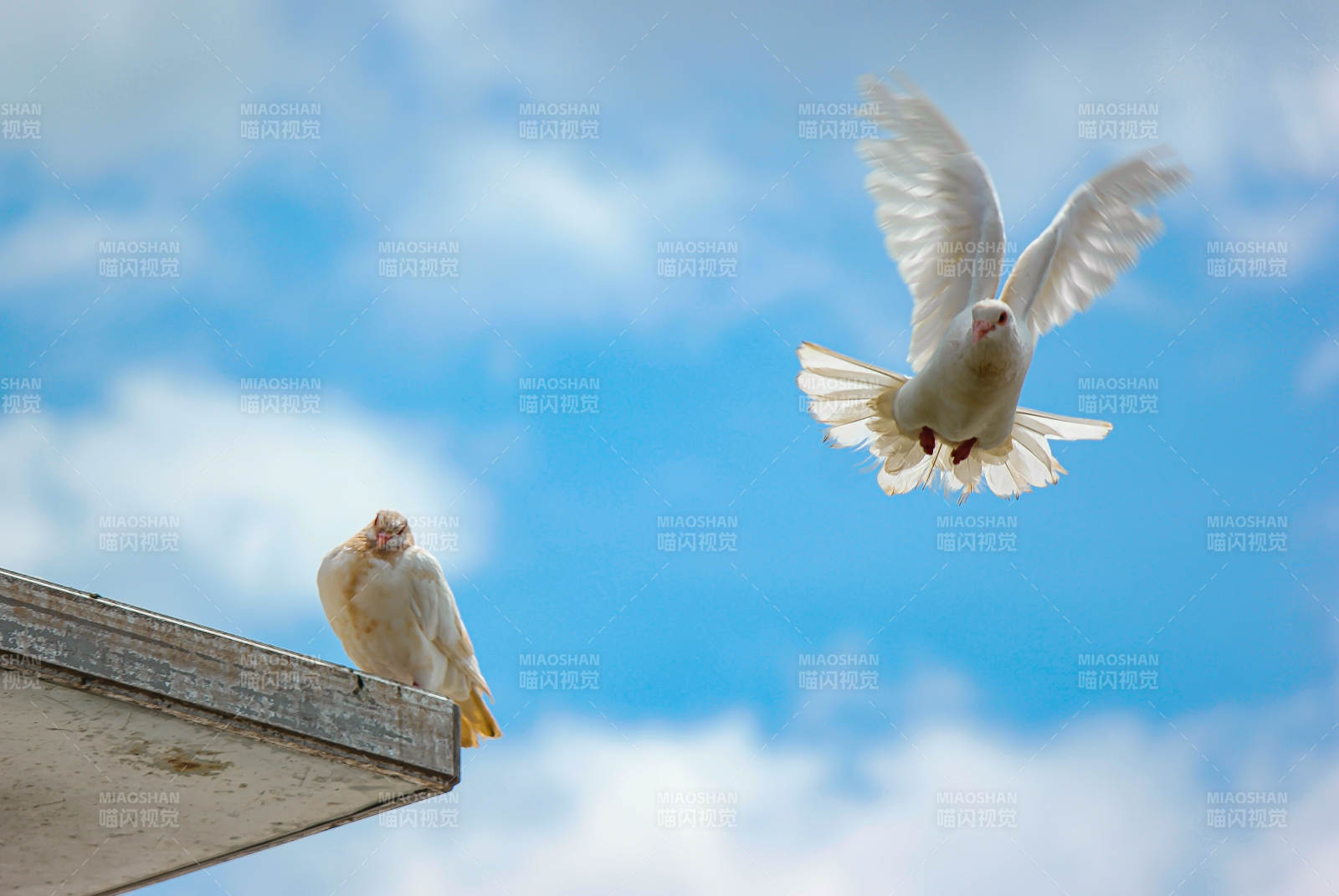 白鸽飞翔图片