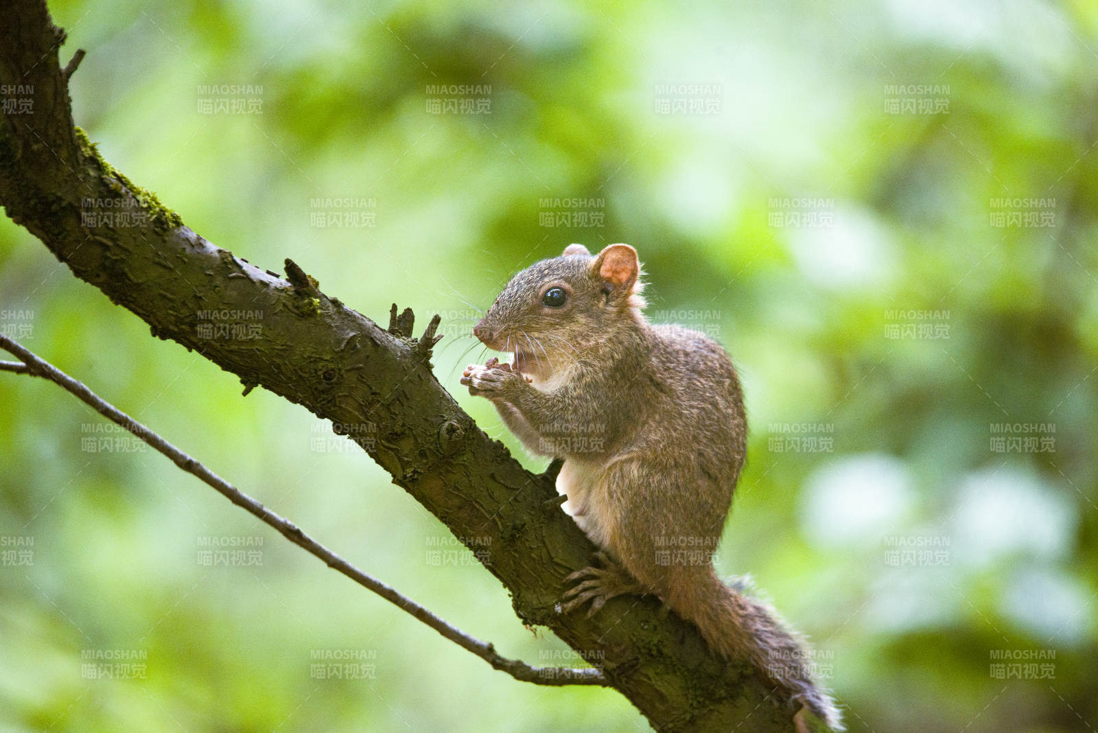 松鼠在树枝上吃东西图片