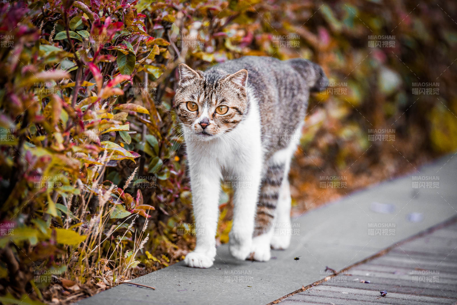 秋日街头的猫咪图片