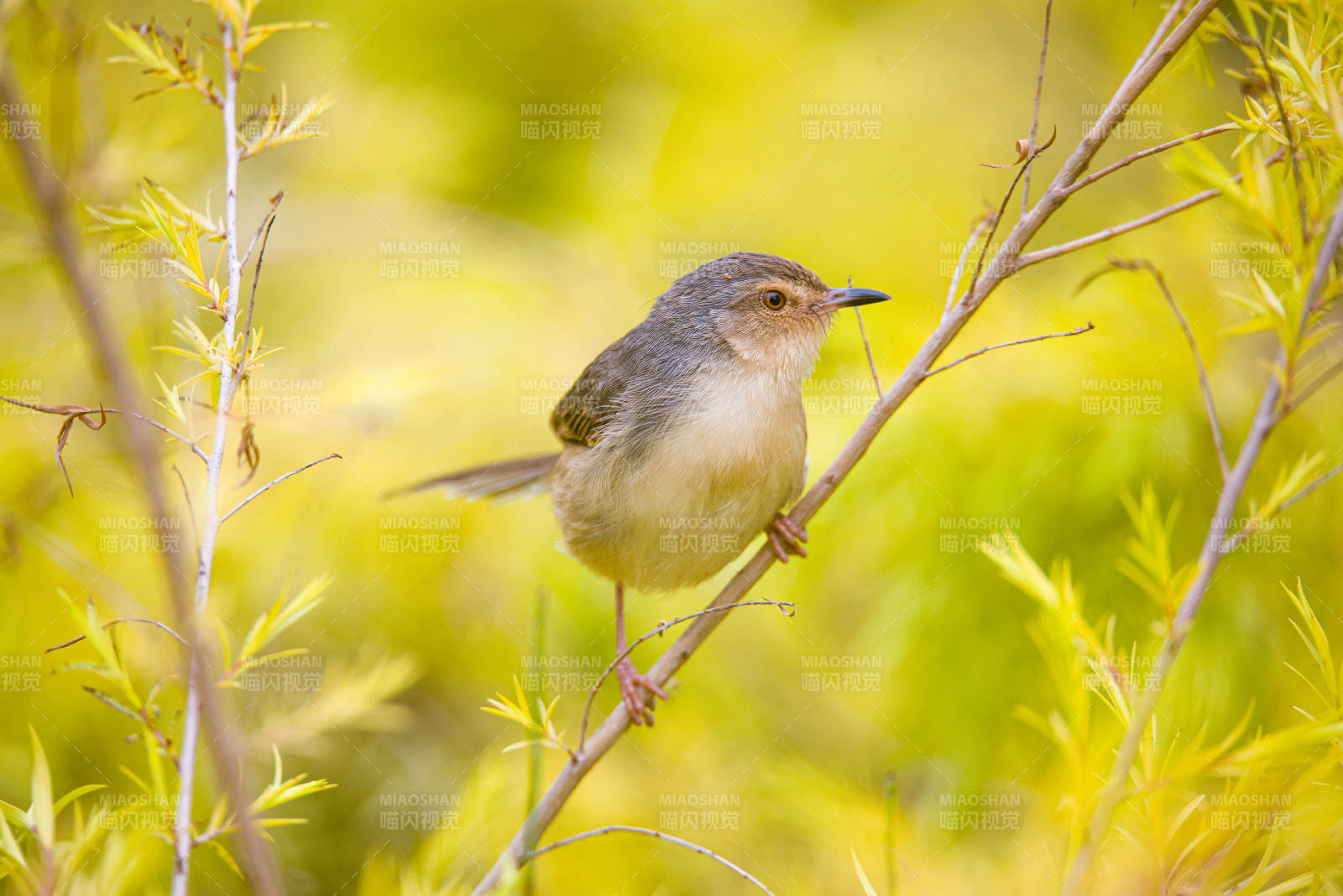 小鸟栖息在嫩绿枝头图片