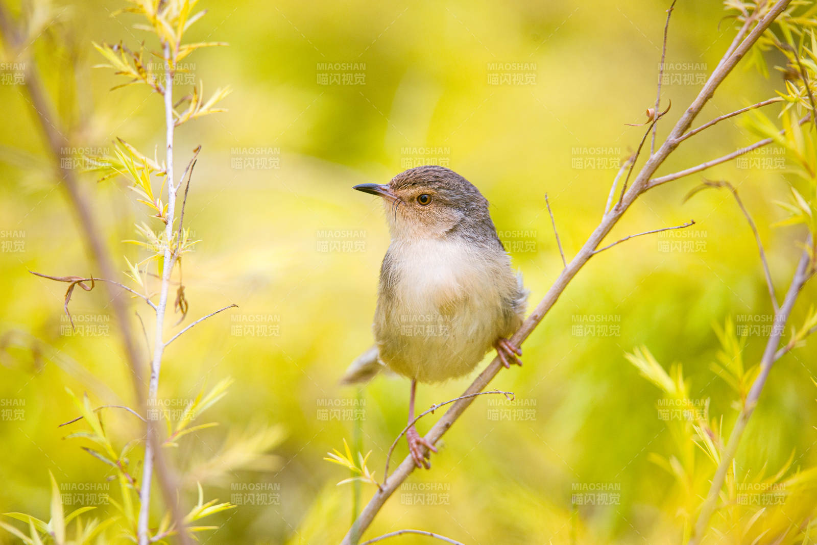 小鸟栖息在嫩绿枝头图片