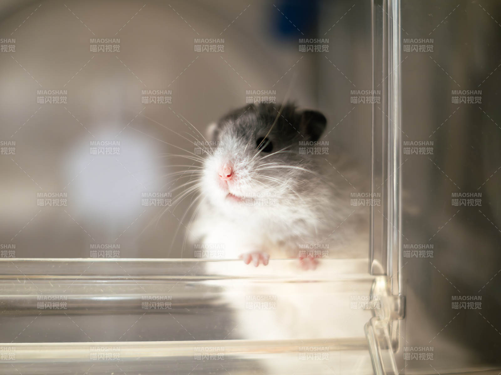 透明盒子里的可爱仓鼠图片