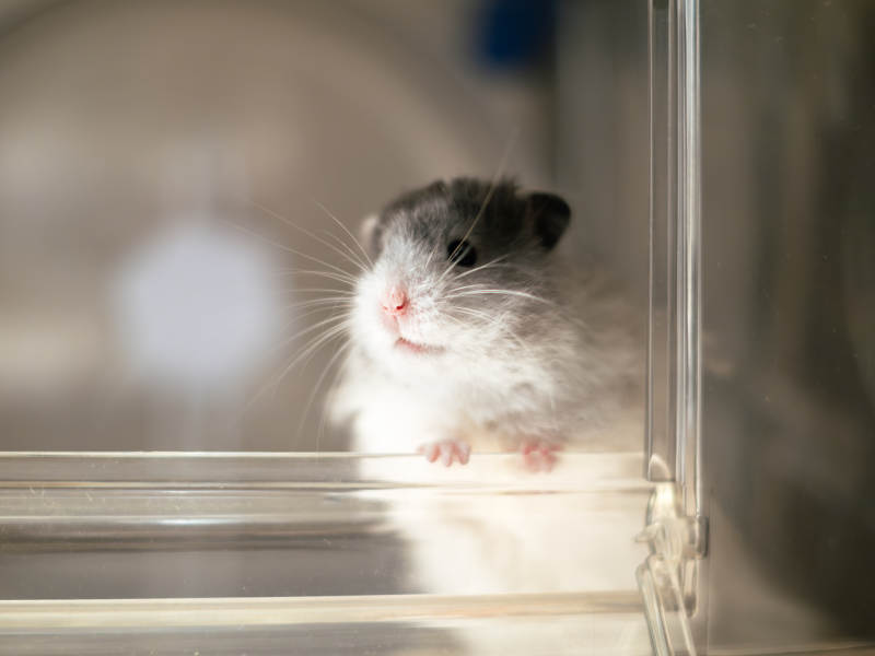 透明盒子里的可爱仓鼠图片