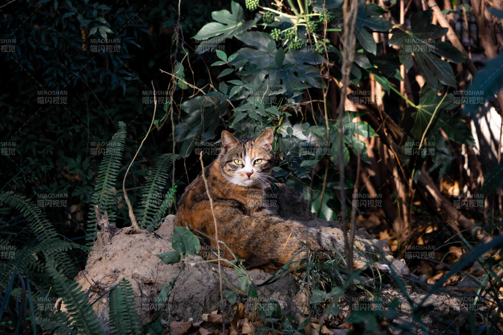 丛林中的悠闲猫咪图片