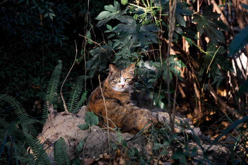 丛林中的悠闲猫咪图片