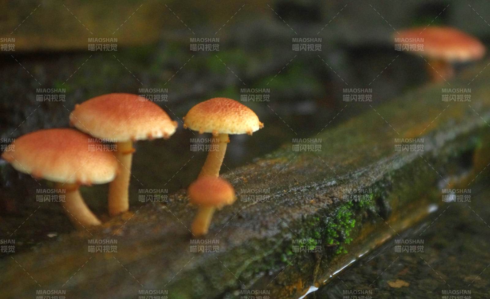 雨后林间蘑菇群图片