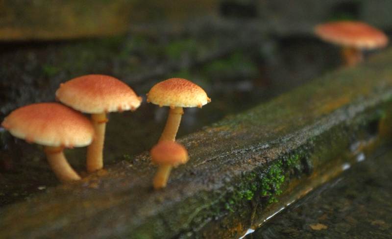 雨后林间蘑菇群图片