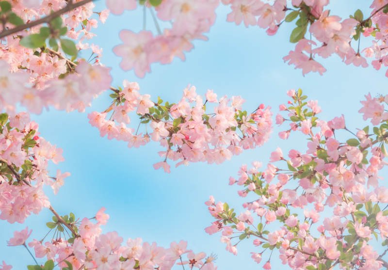 垂丝海棠盛开 春意盎然图片