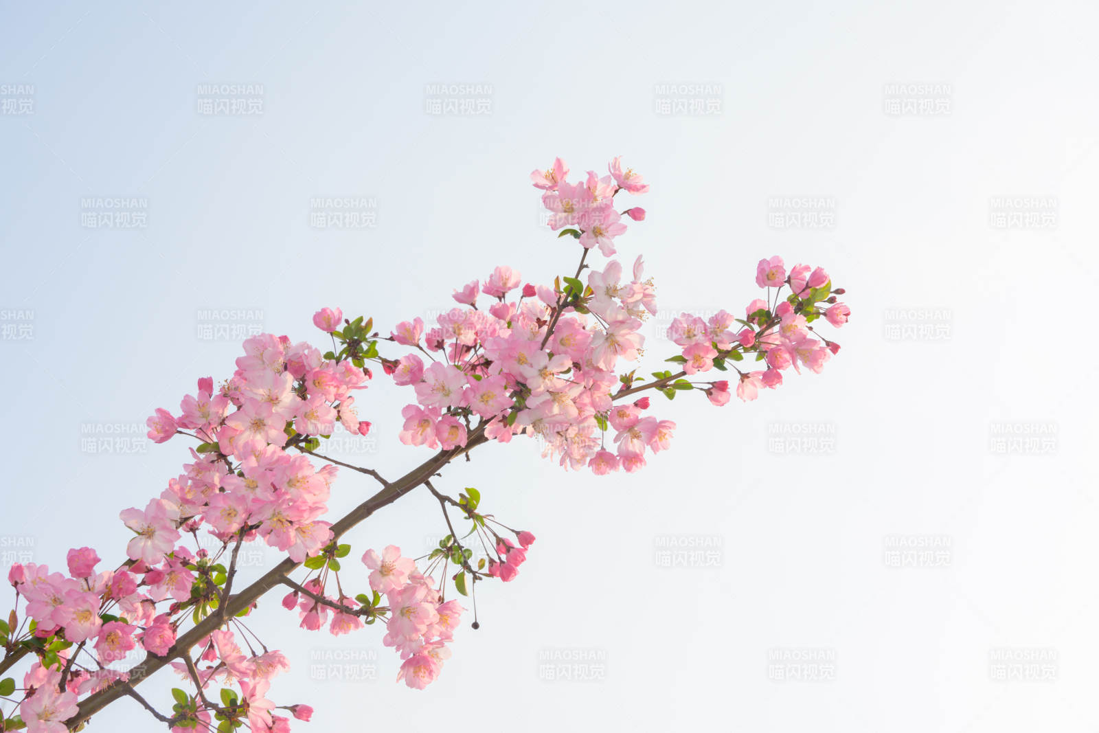 春日垂丝海棠绽放图片