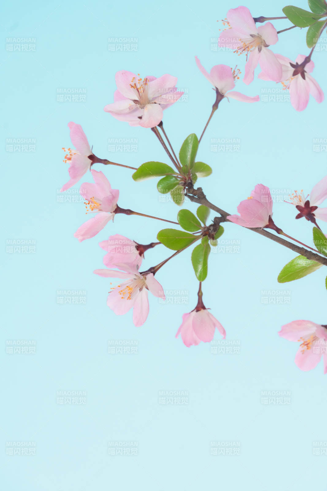 春日垂丝海棠绽放图片