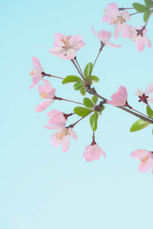 春日垂丝海棠绽放图片