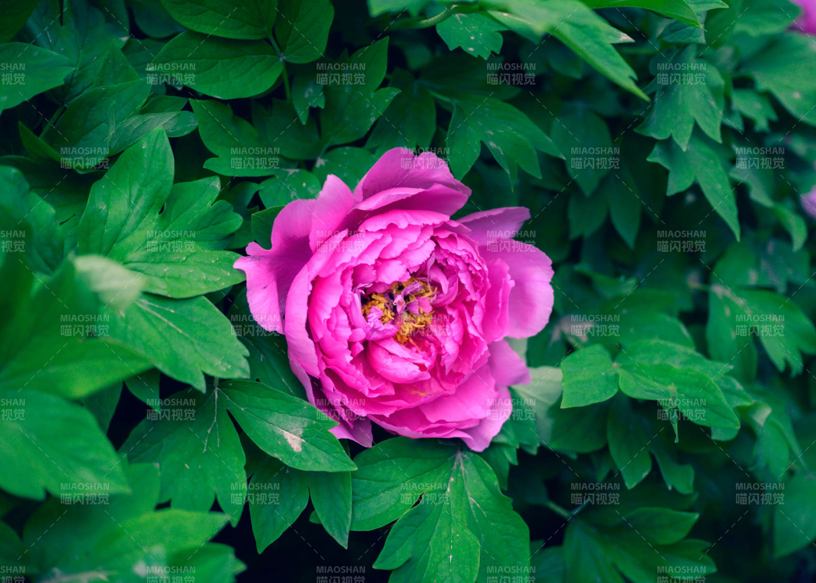 粉红花朵绿叶间图片