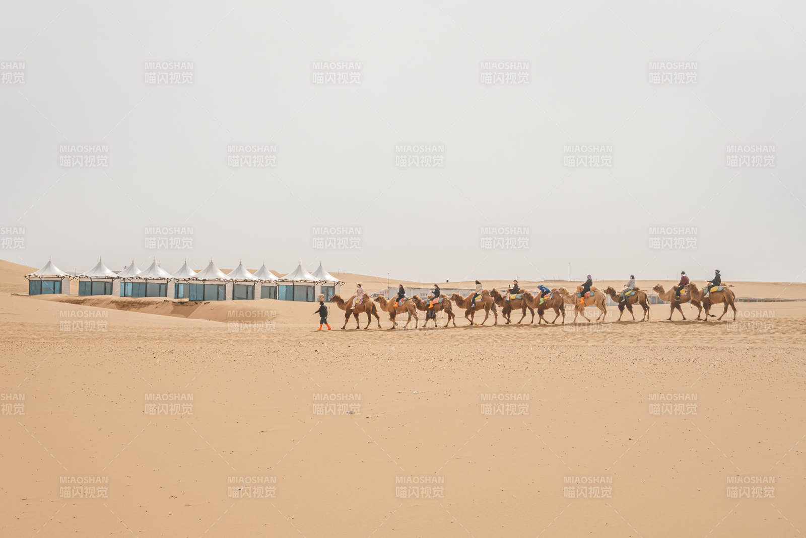 沙漠骆驼队图片