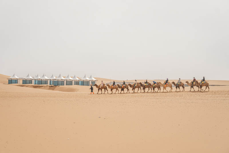 沙漠骆驼队图片