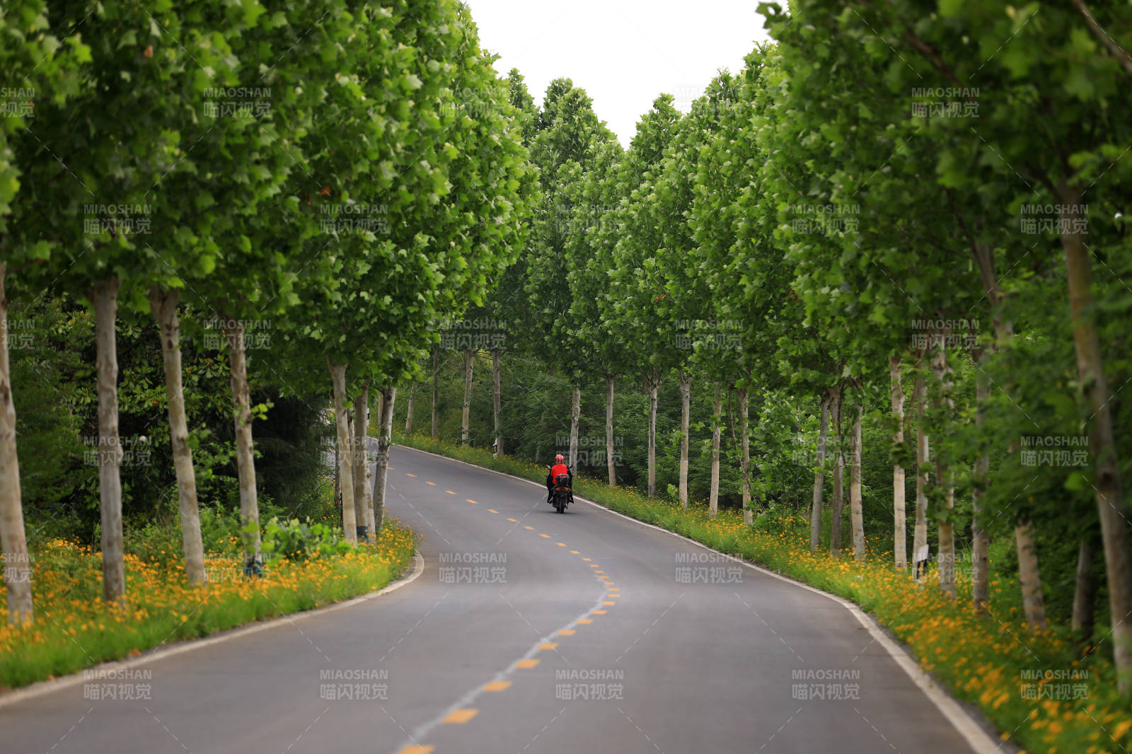 林荫道上的骑行者图片