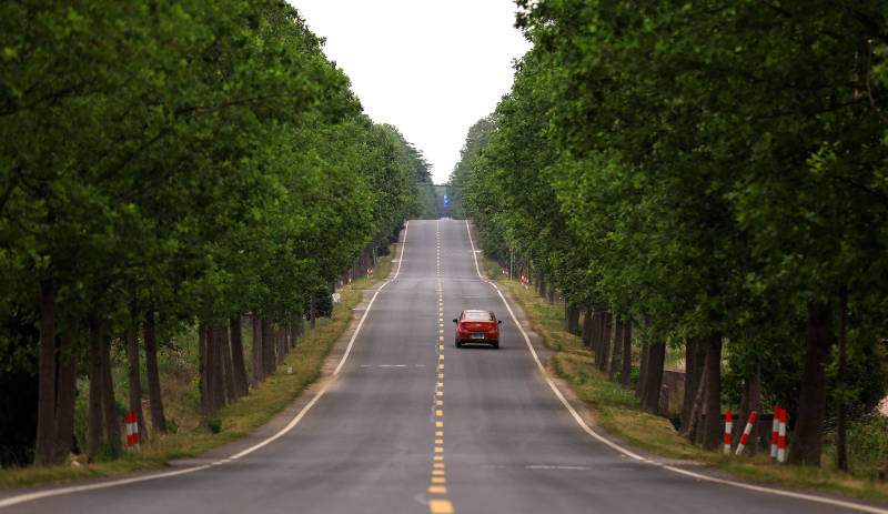 林荫大道上的孤独车辆图片