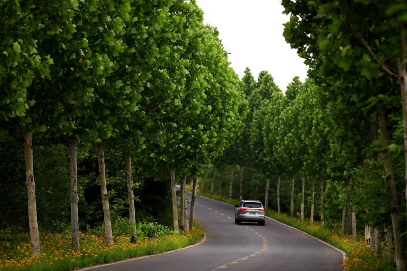 林荫道上的孤独车辆图片