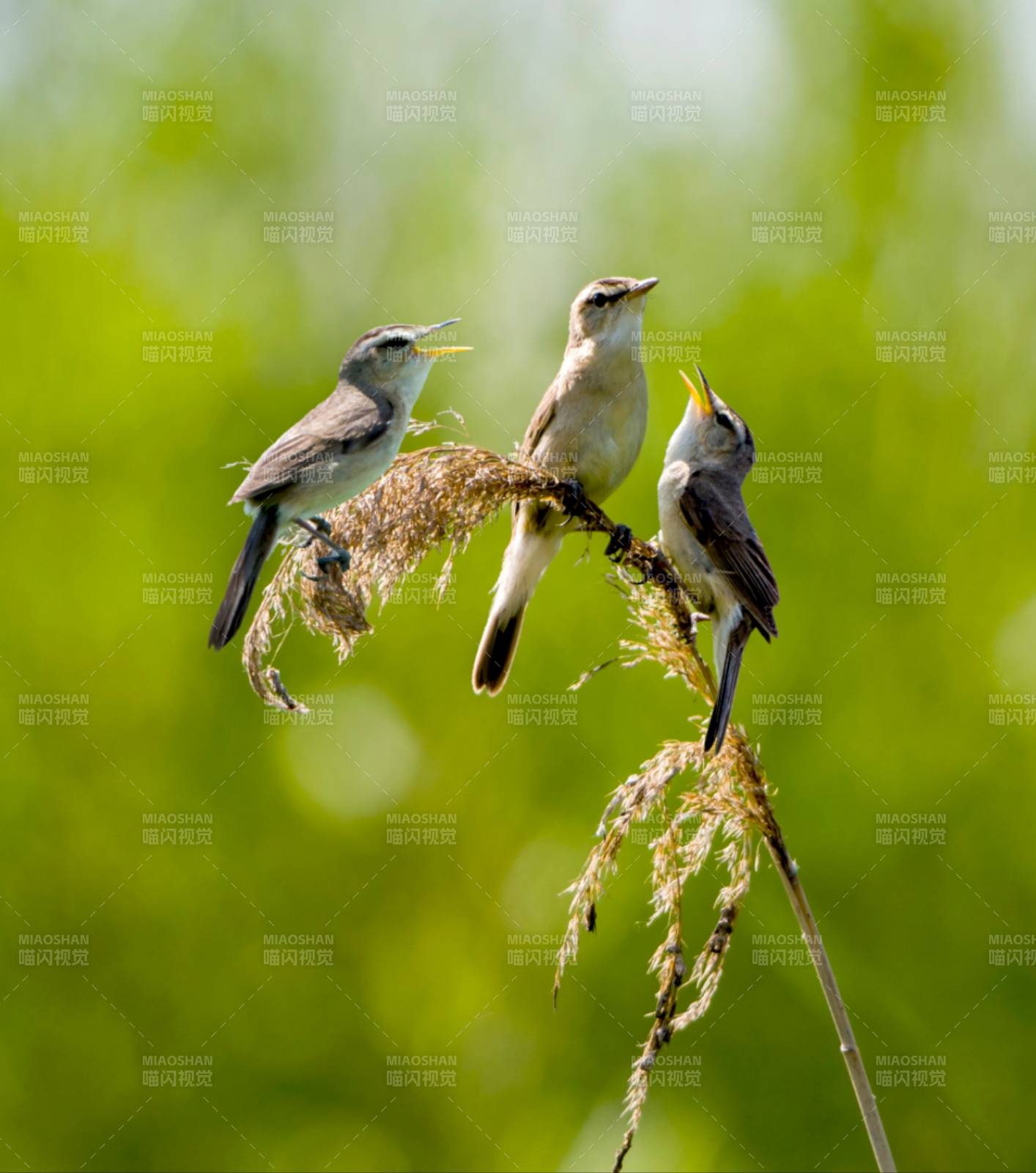 三只小鸟在芦苇上歌唱图片