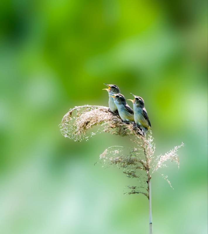 三只小鸟栖息在芦苇上图片