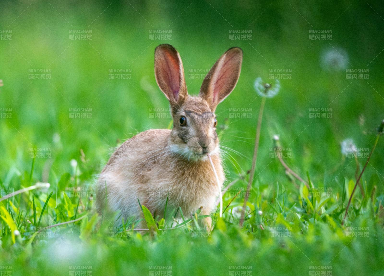草地上警觉的兔子图片