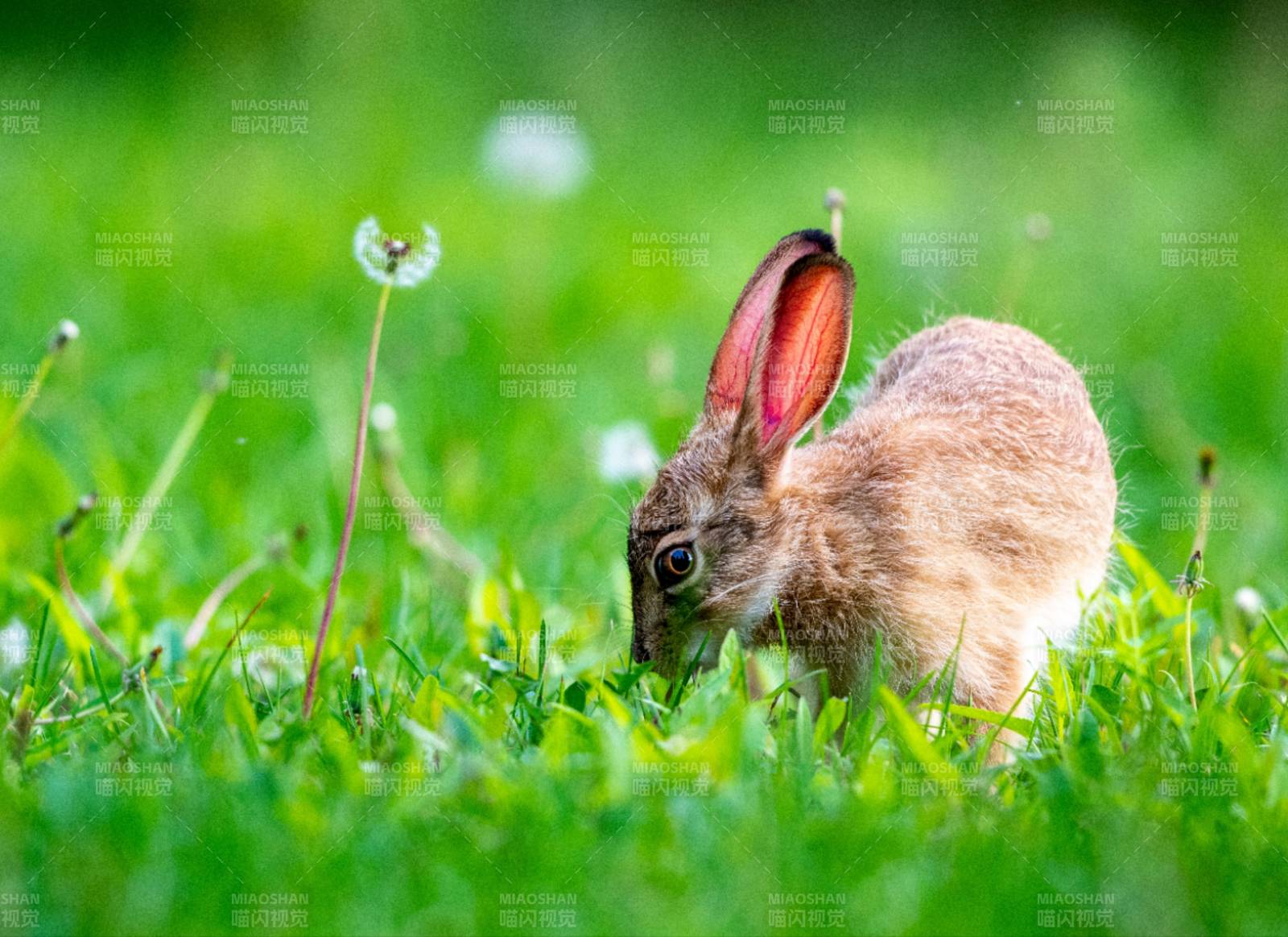 草地上的小兔子图片