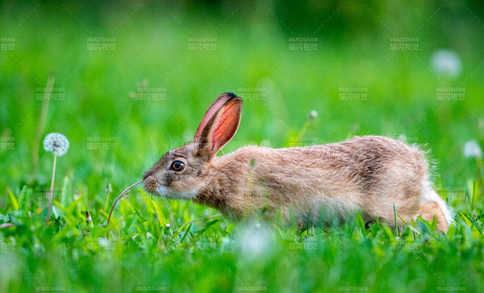 草地上奔跑的兔子图片