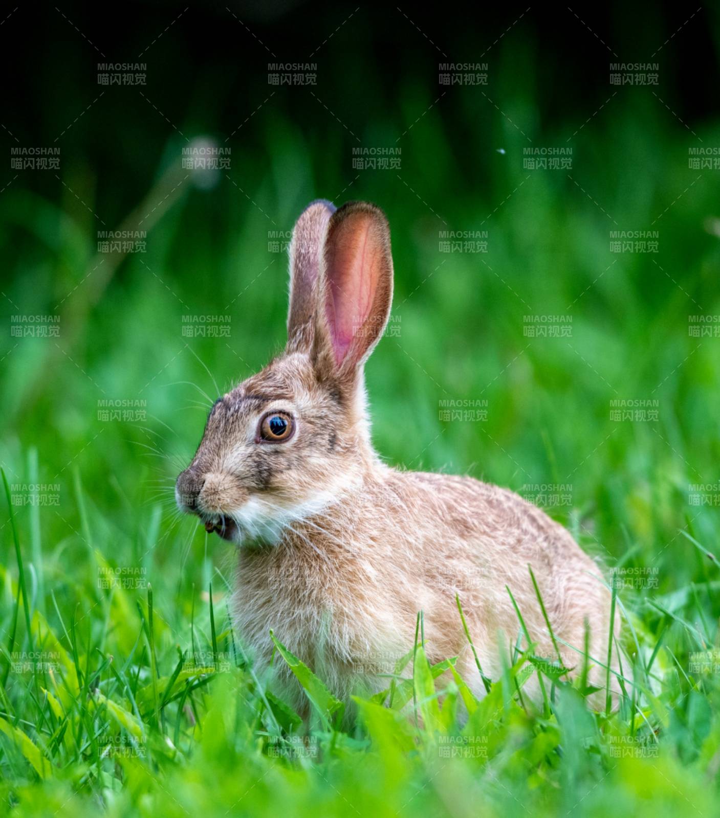 草地上可爱的兔子图片