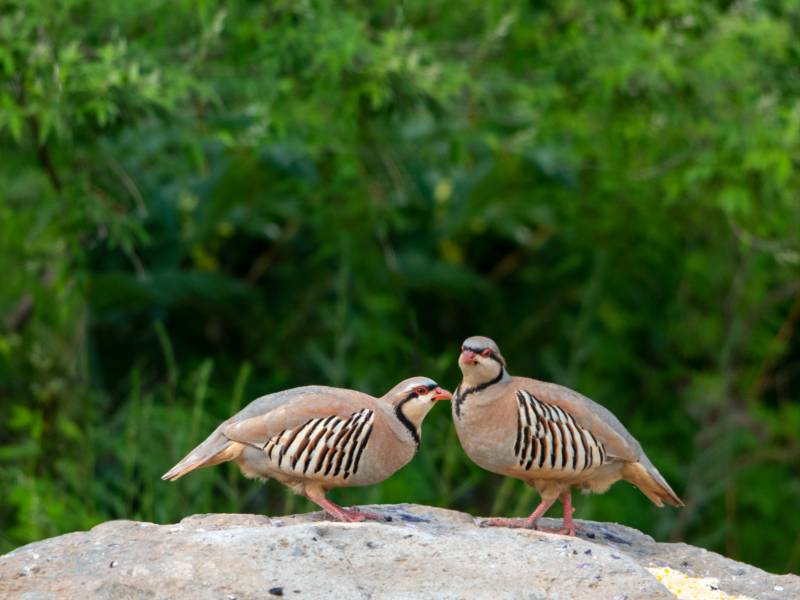 石上对望的两只鸟图片