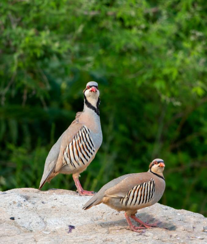 岩石上的两只石鸡图片