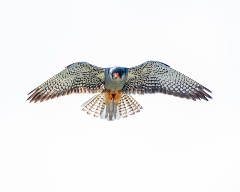 翱翔天际的猎鹰图片