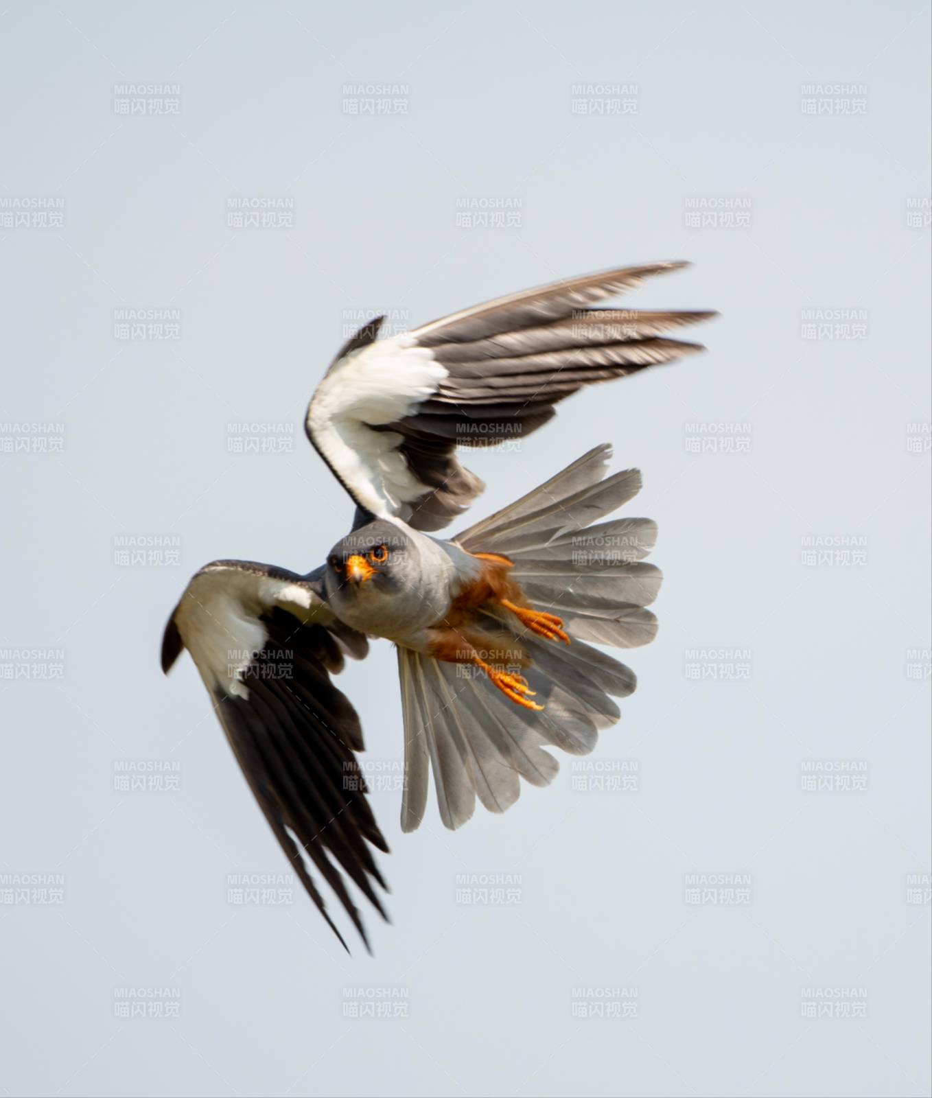 展翅翱翔的鸟图片