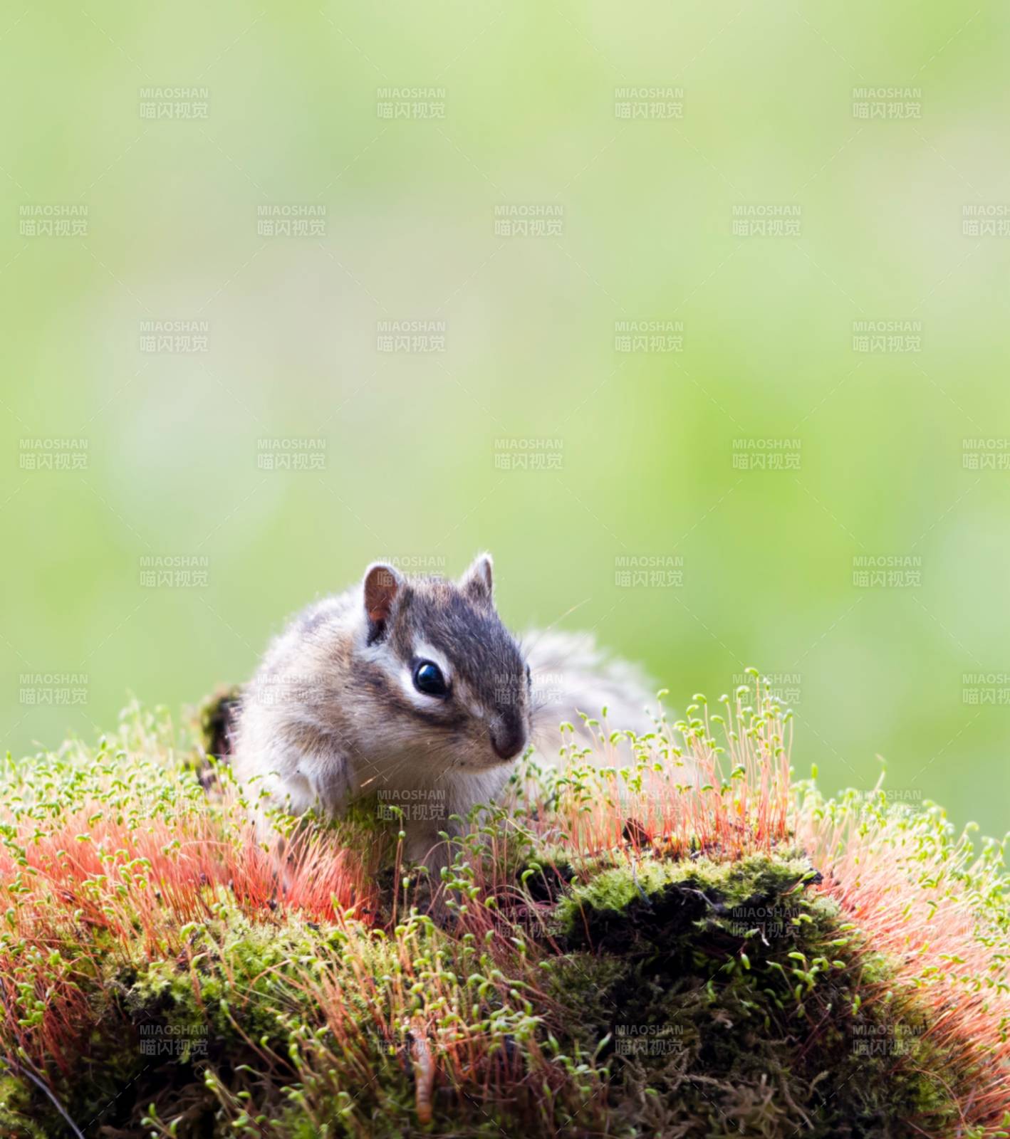 小松鼠的森林探险图片