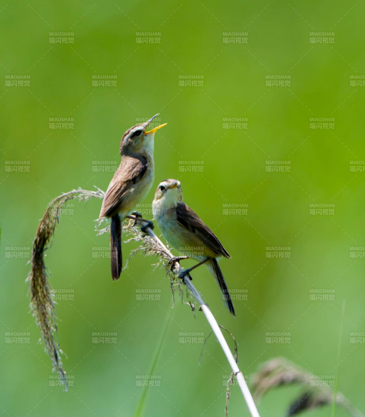 两只小鸟栖息在草茎上图片