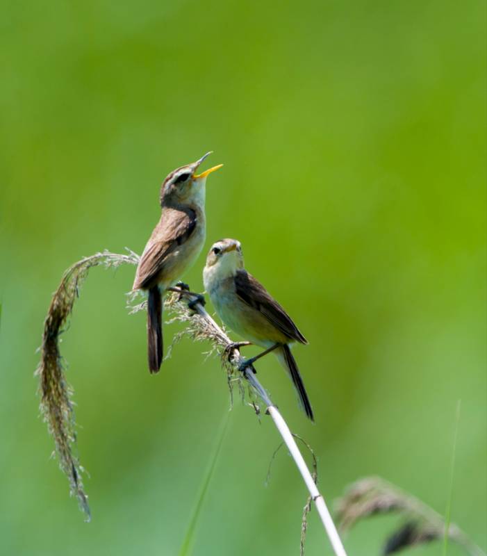 两只小鸟栖息在草茎上图片