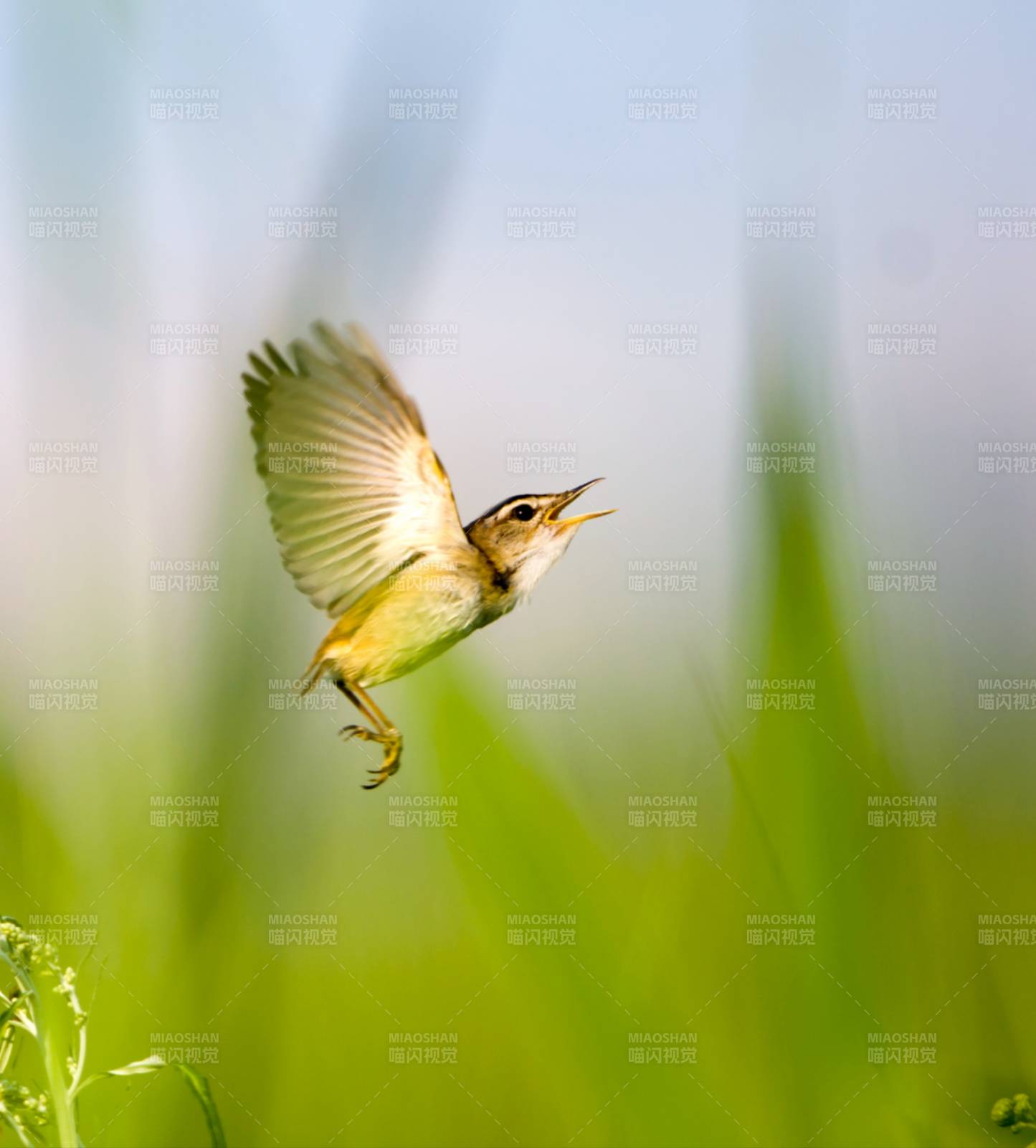 飞翔的歌者图片