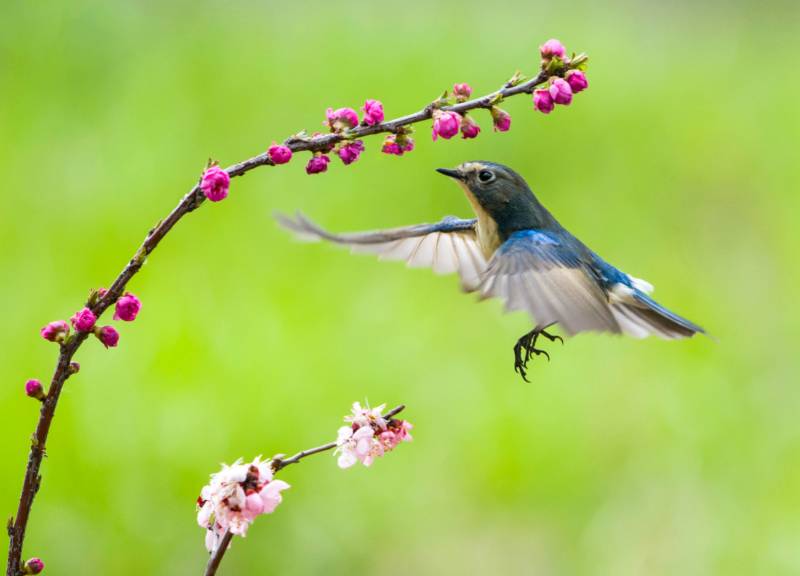 蓝鸟飞越花枝图片