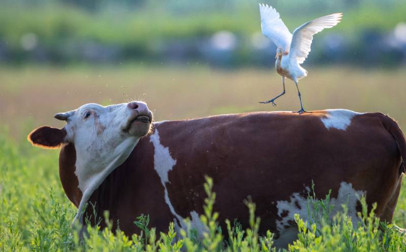 牛背上的飞翔图片