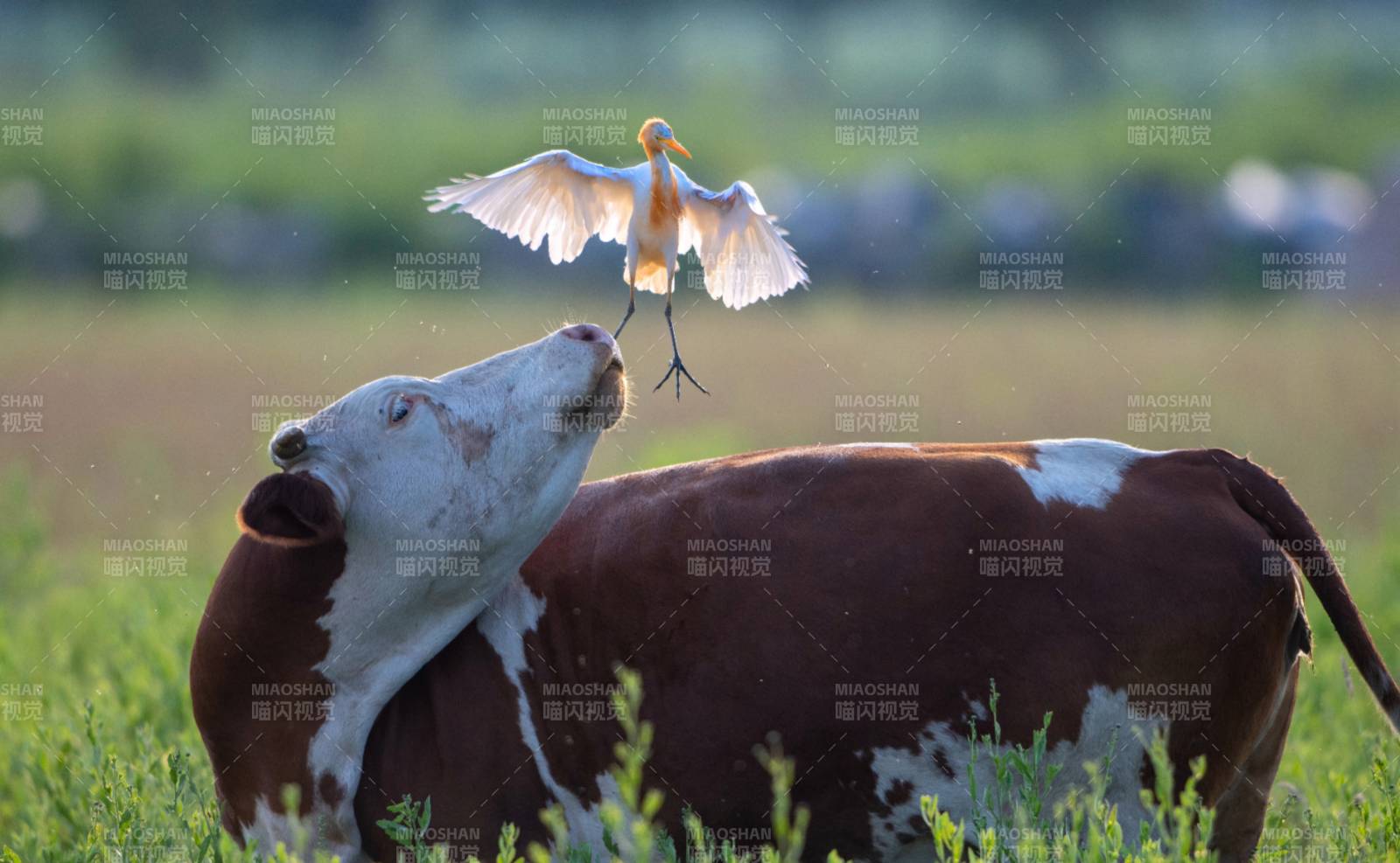 牛背上的飞翔图片