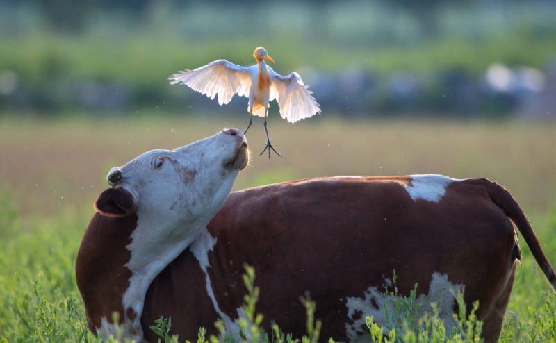 牛背上的飞翔图片