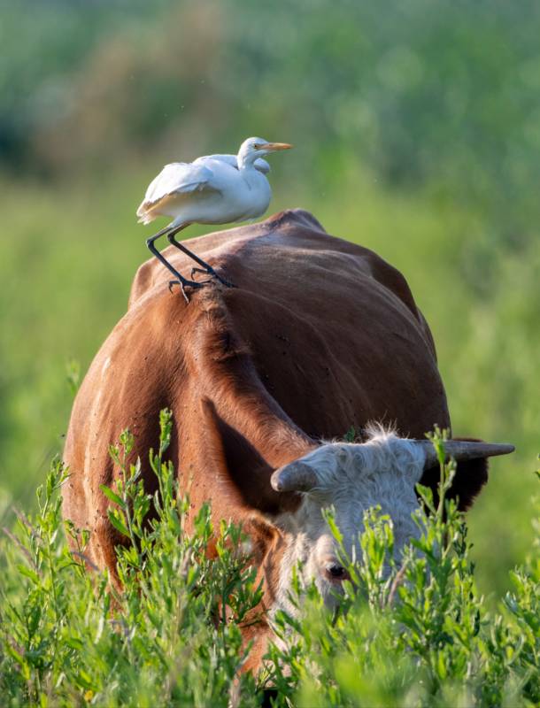 牛背上的白鹭图片