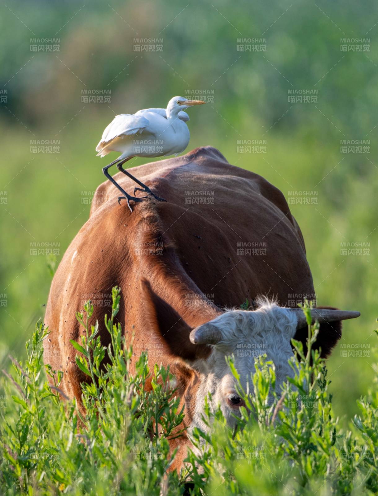 牛背上的白鹭图片