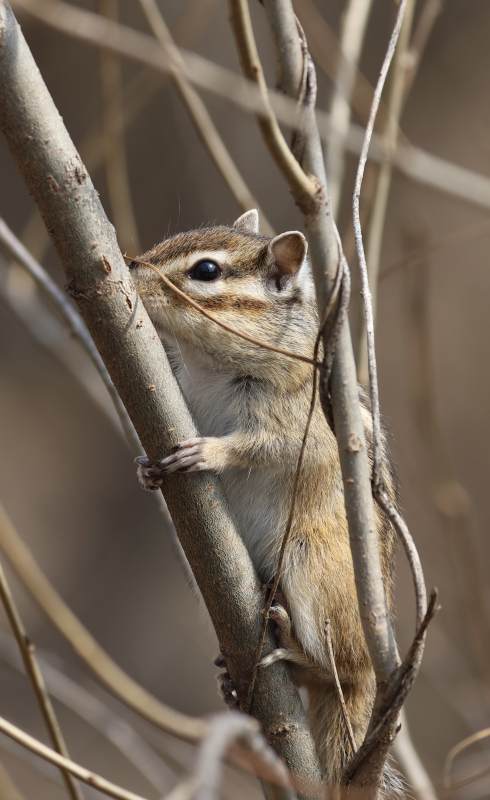 松鼠爬树觅食图片