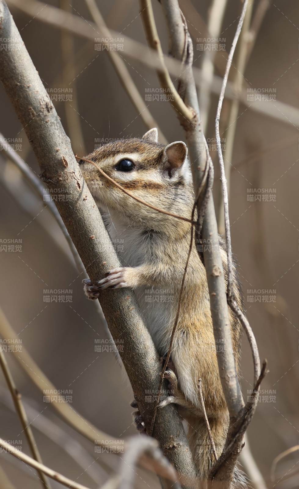 松鼠爬树觅食图片
