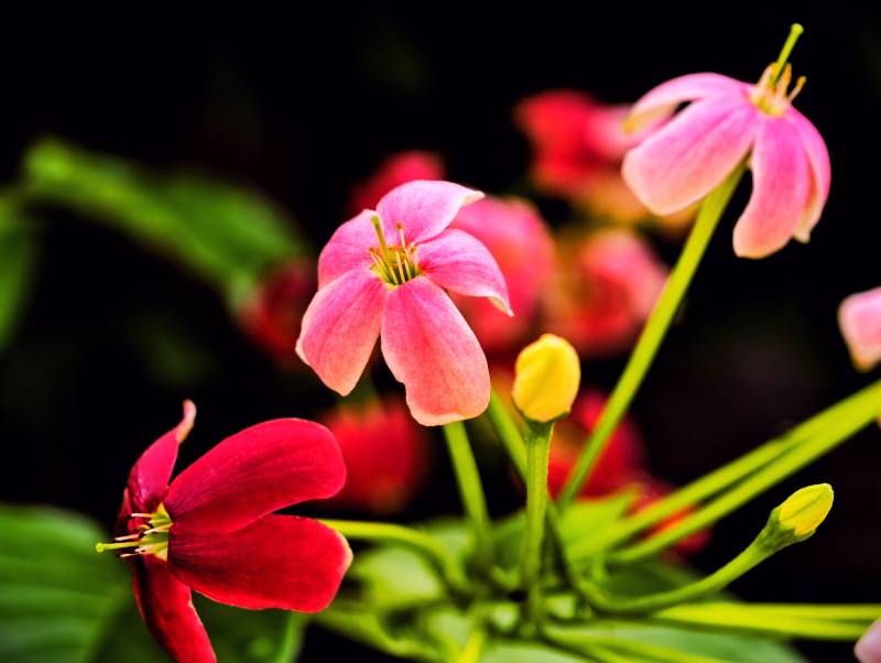 粉色与红色花朵的对比图片