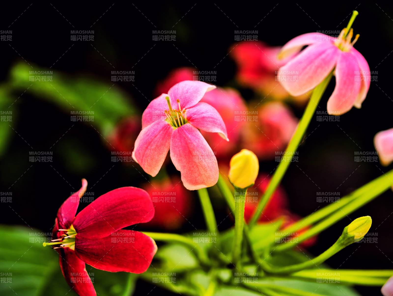 粉色与红色花朵的对比图片