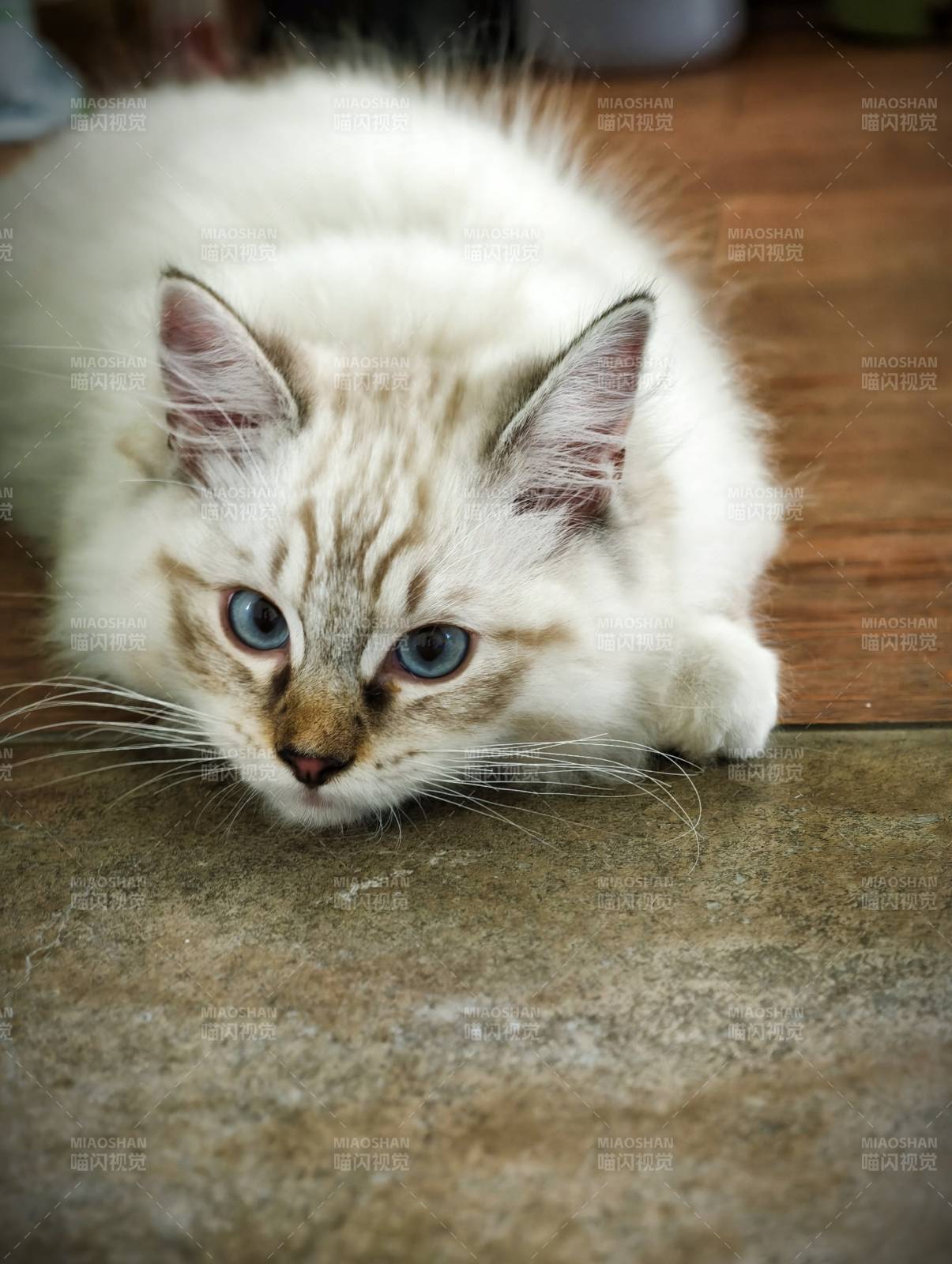 蓝眼白猫休息中图片