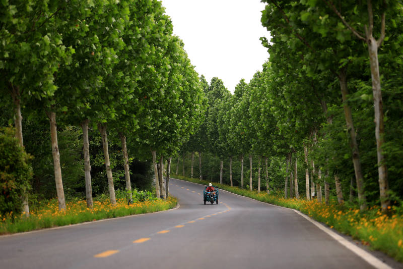 林荫道上的电动农用车图片