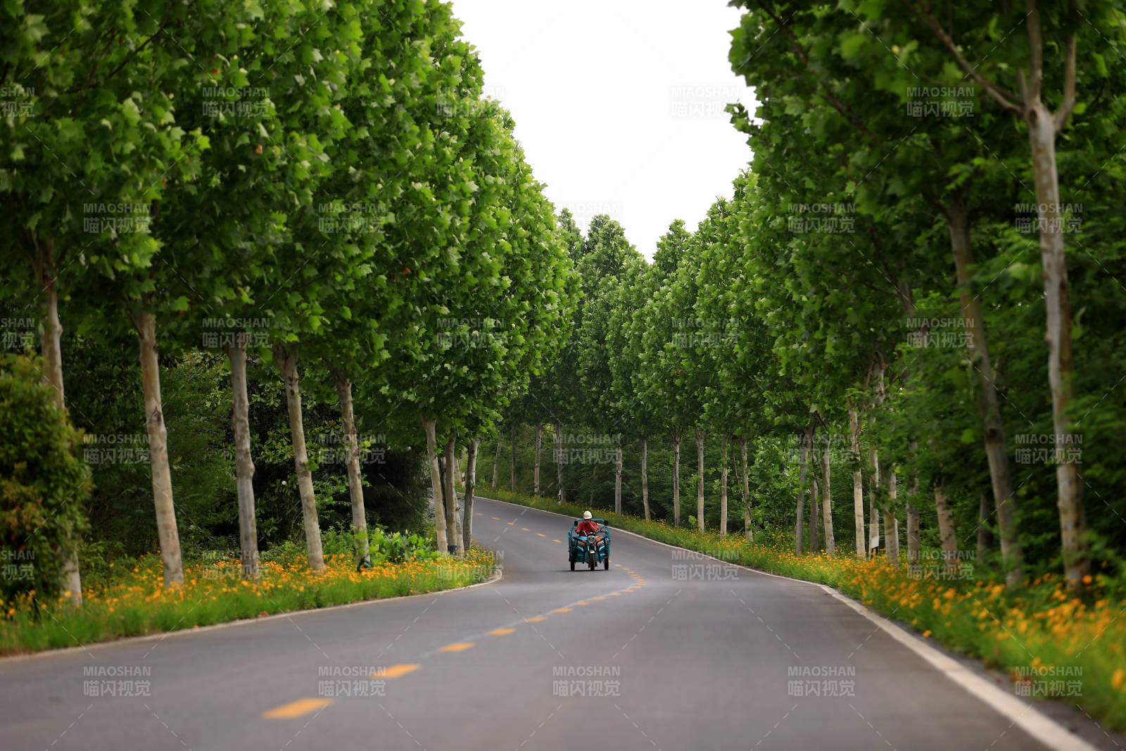林荫道上的电动农用车图片