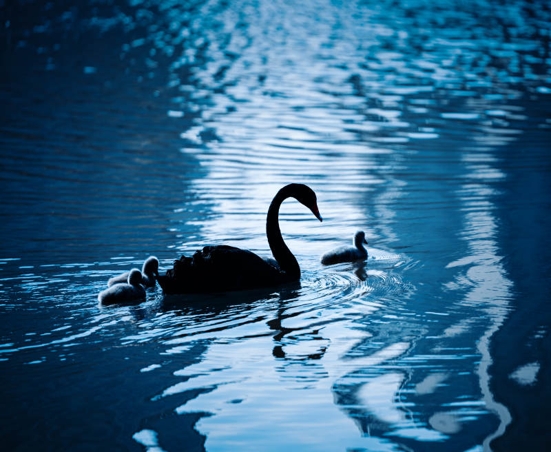 天鹅湖夜游图片