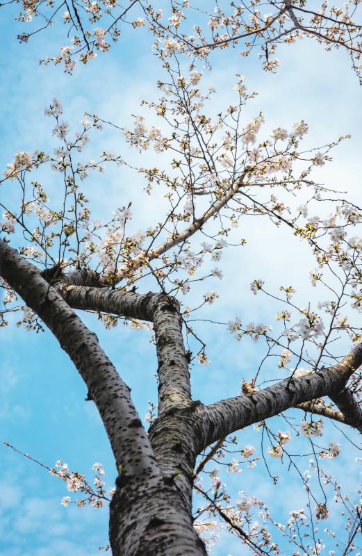 春天花开满树图片